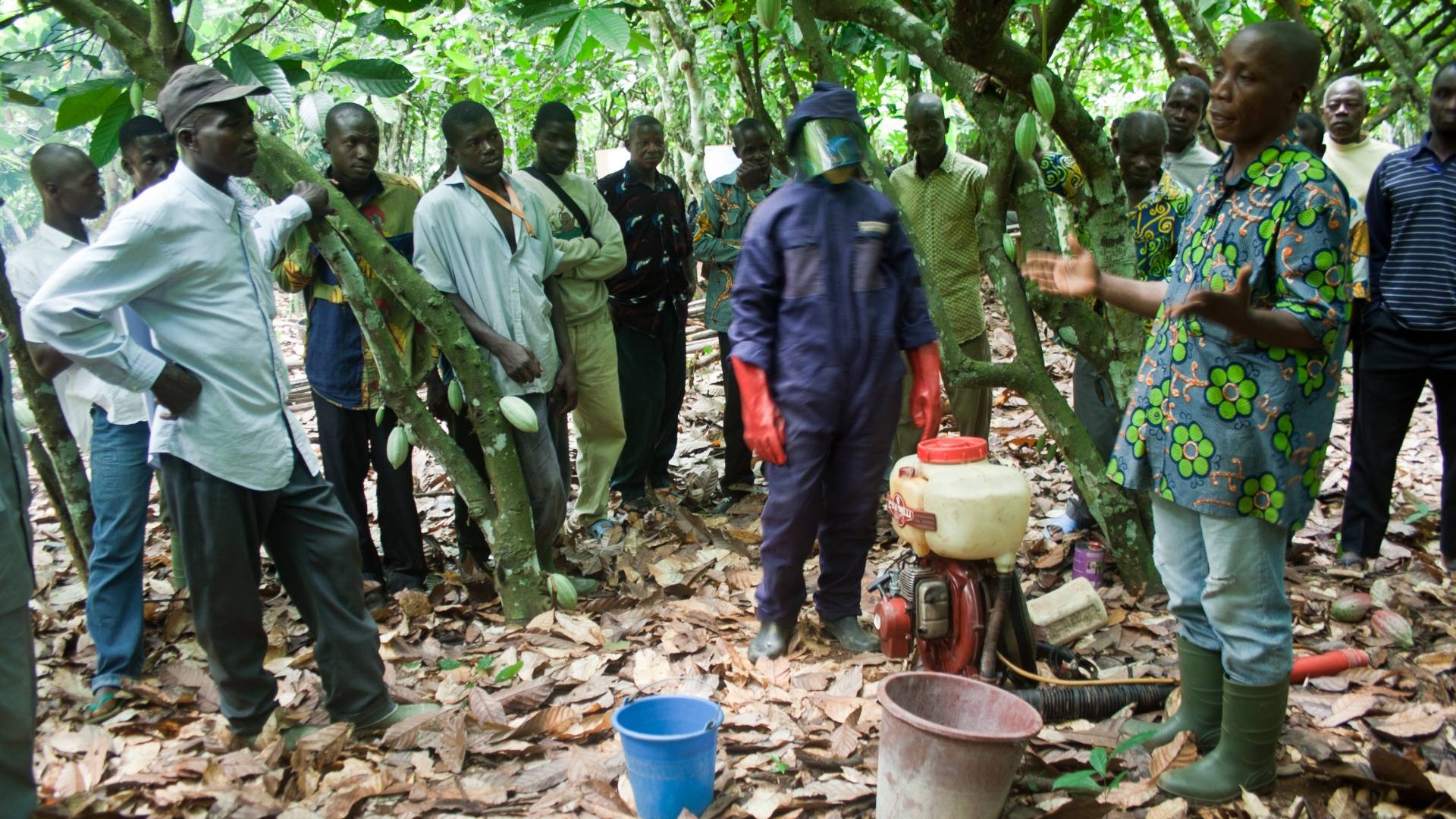 Cocoa sustainable harvesting UTZ plantation