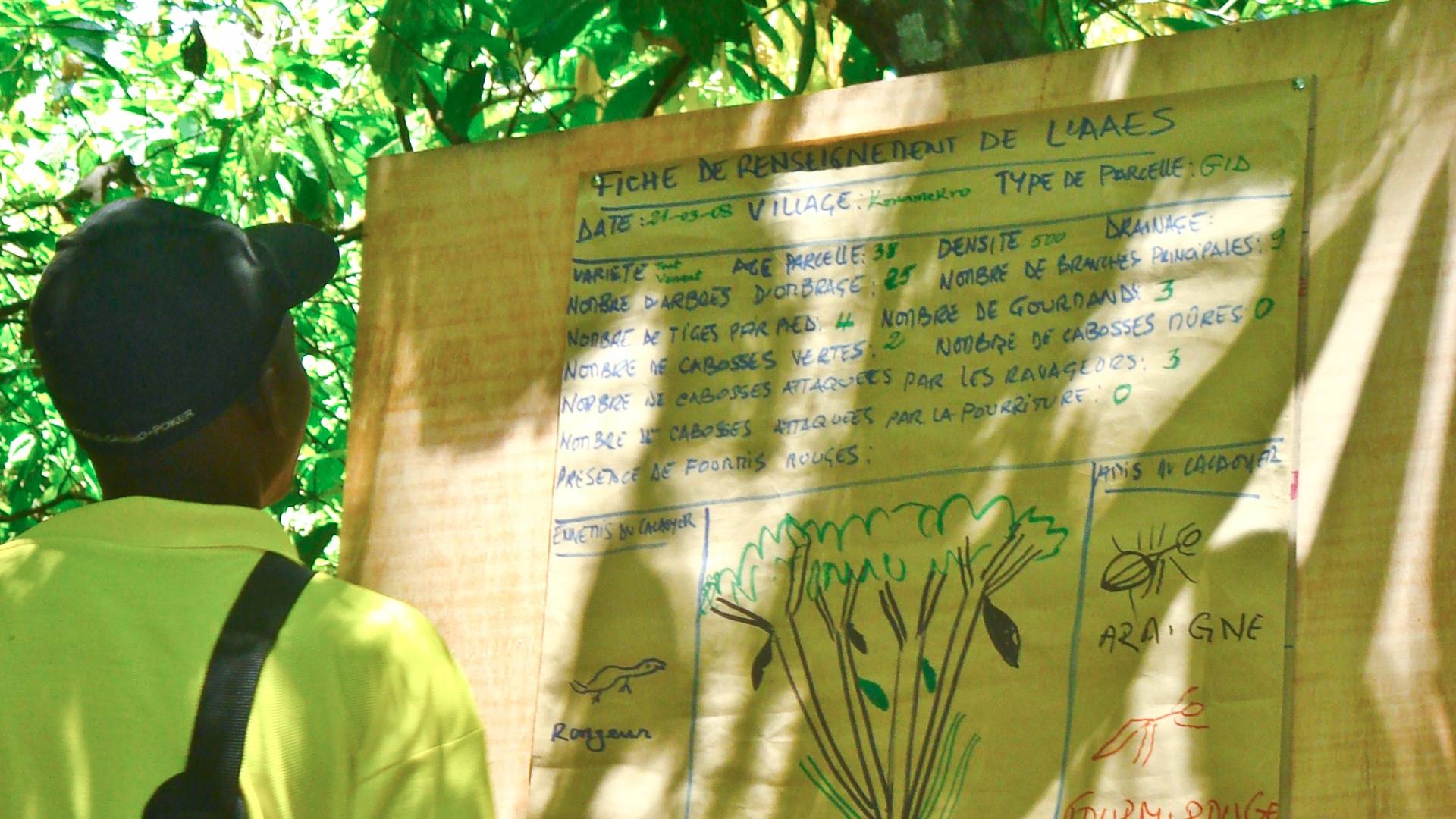 Cocoa sustainable harvesting UTZ