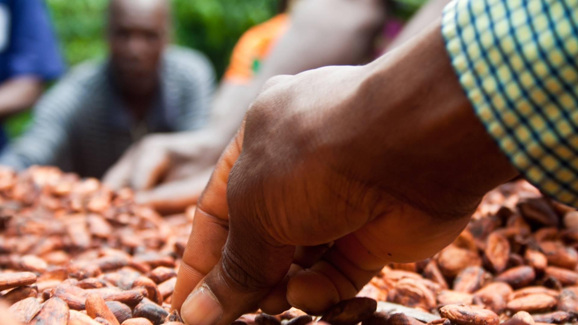 Cocoa sustainable farming and harvest Farmer Hand UTZ