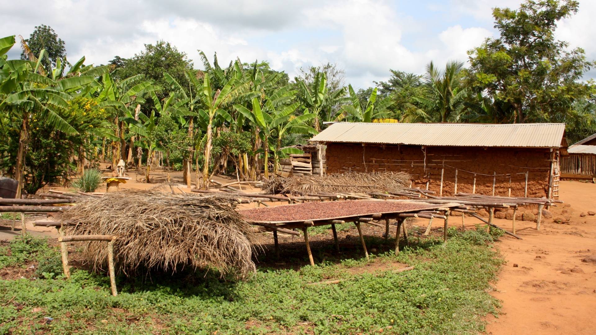 Cocoa sustainable harvesting Plantation UTZ