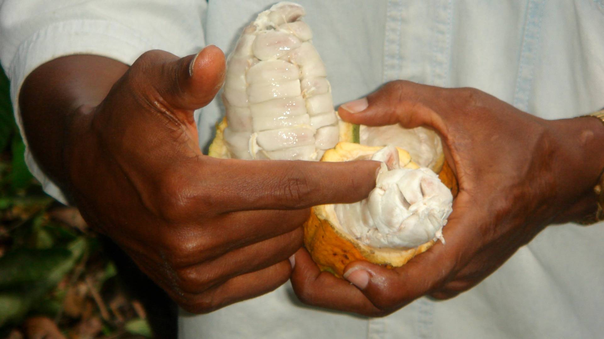 Cocoa sustainable farming and harvest UTZ