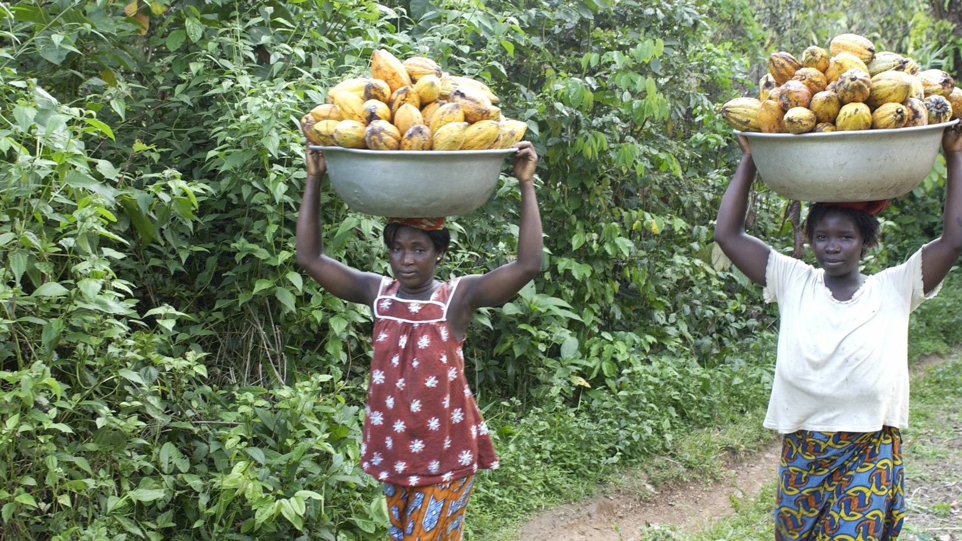 Cocoa workers sustainable farming UTZ